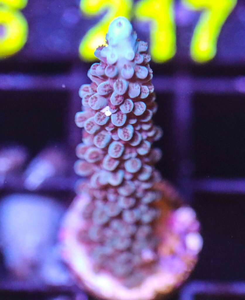 Frag Box Corals