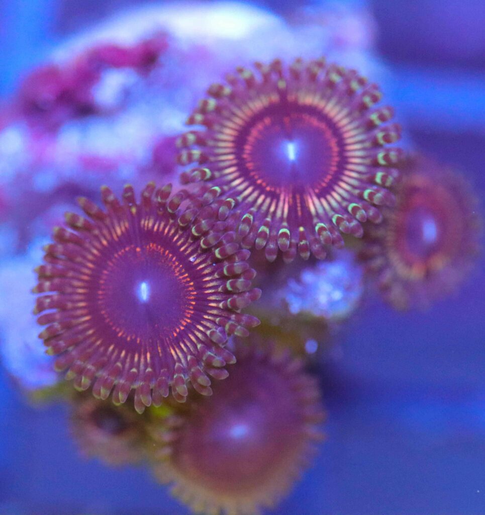 Frag Box Corals