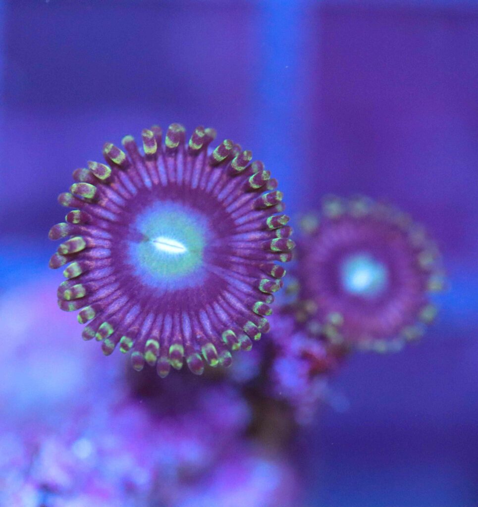 Frag Box Corals