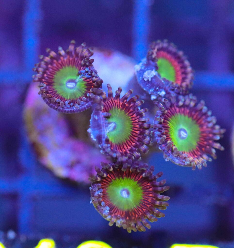 Frag Box Corals