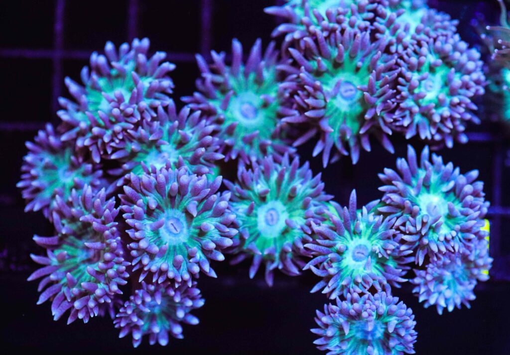 Frag Box Corals