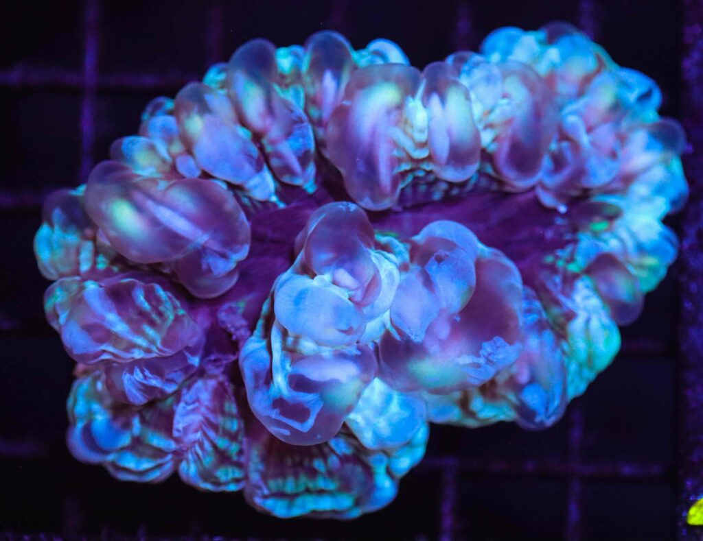 Frag Box Corals