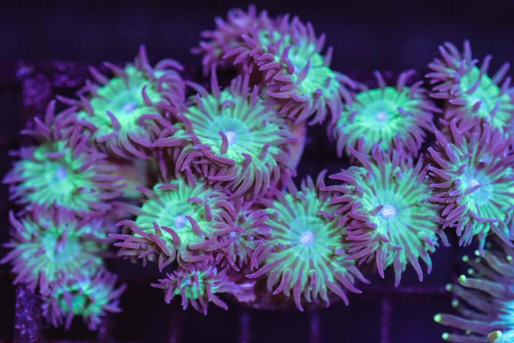 Frag Box Corals