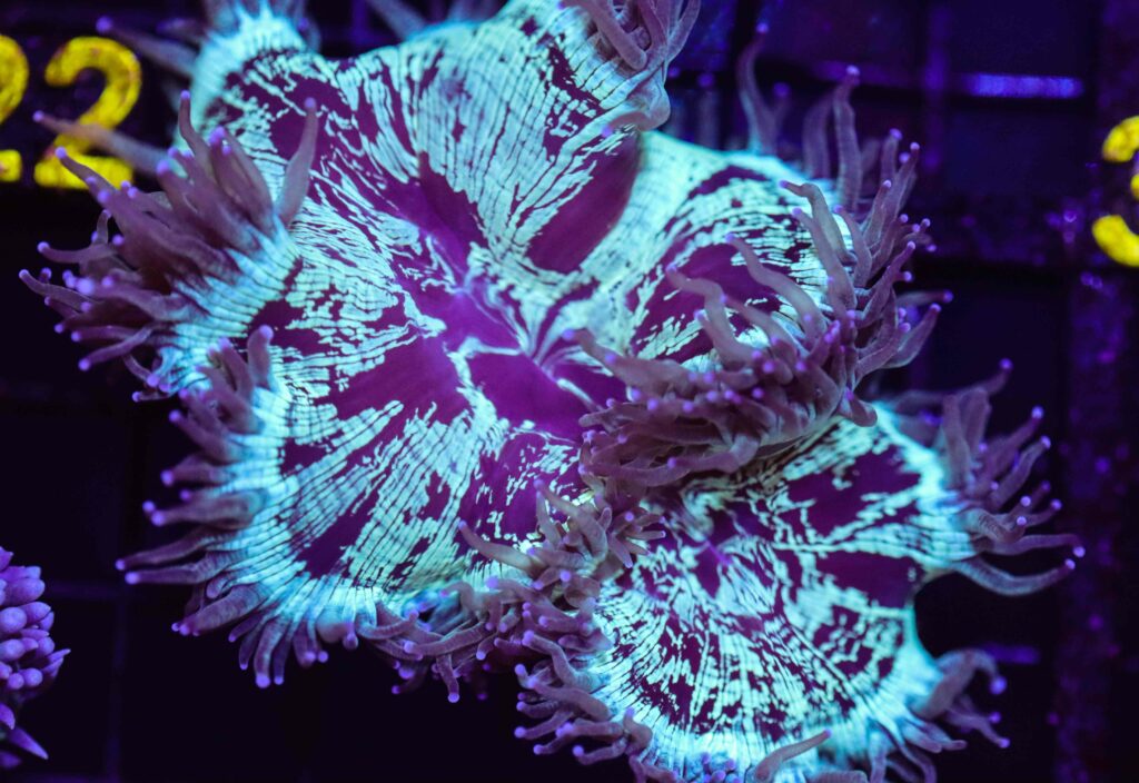 Frag Box Corals