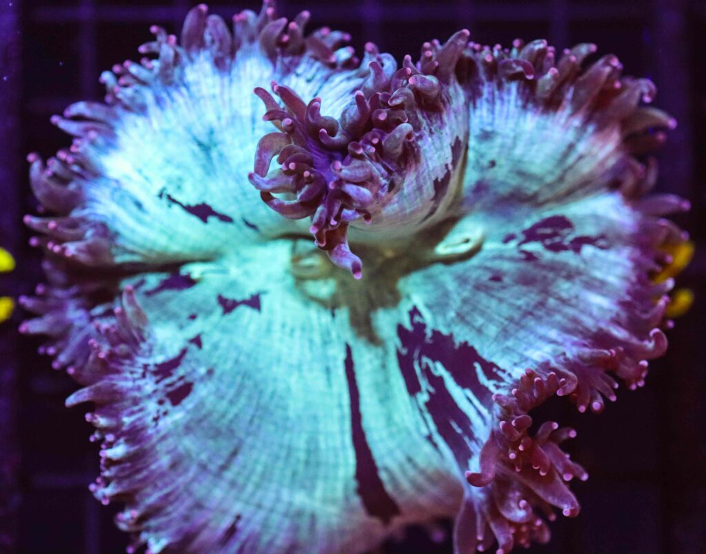 Frag Box Corals