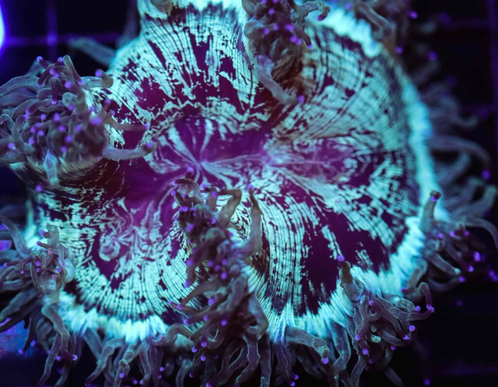 Frag Box Corals