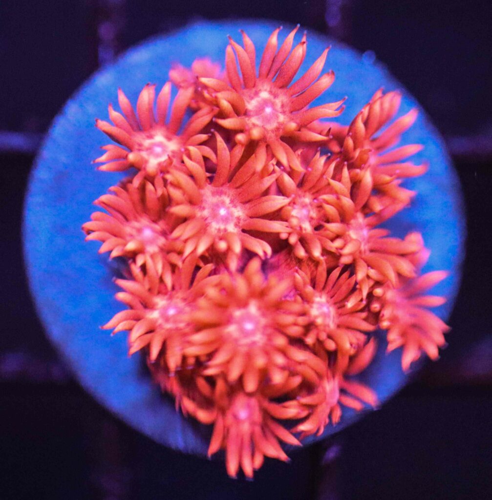 Frag Box Corals