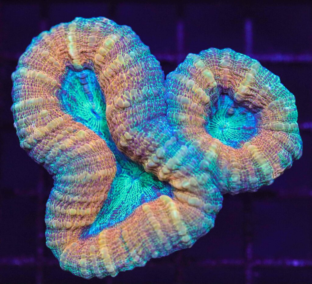 Frag Box Corals