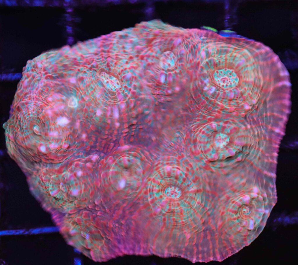 Frag Box Corals