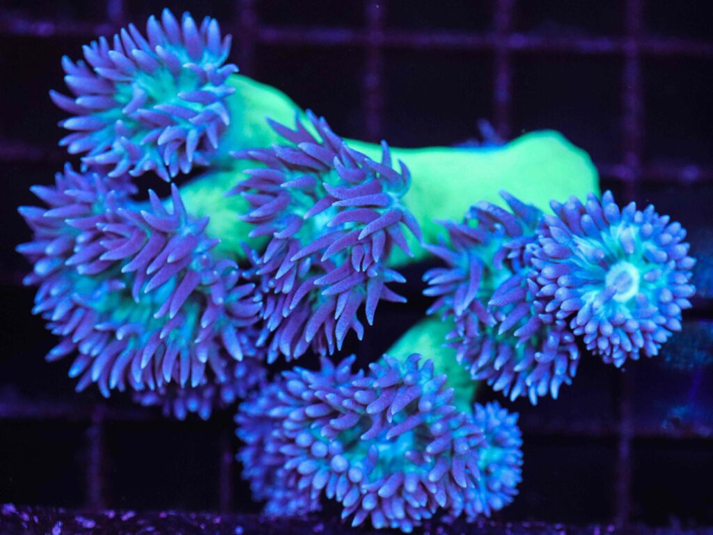 Frag Box Corals