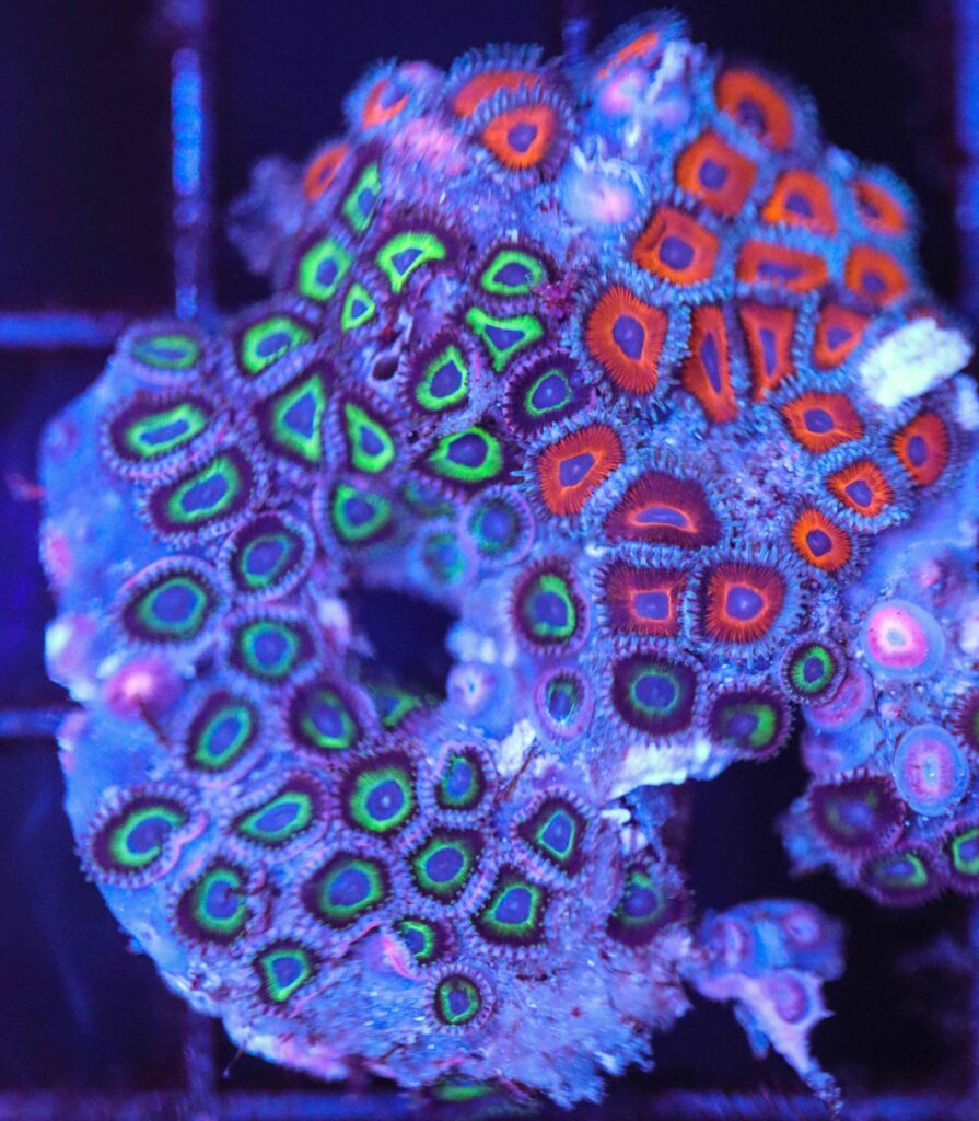 Frag Box Corals