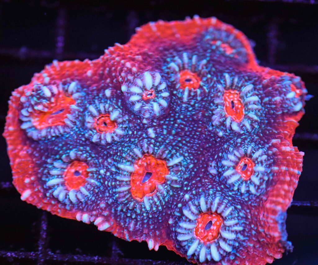 Frag Box Corals