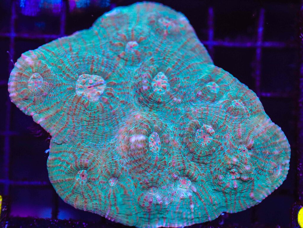 Frag Box Corals