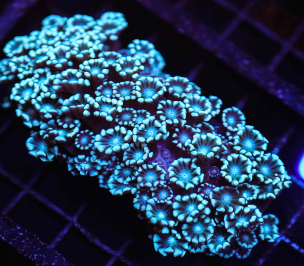 Frag Box Corals