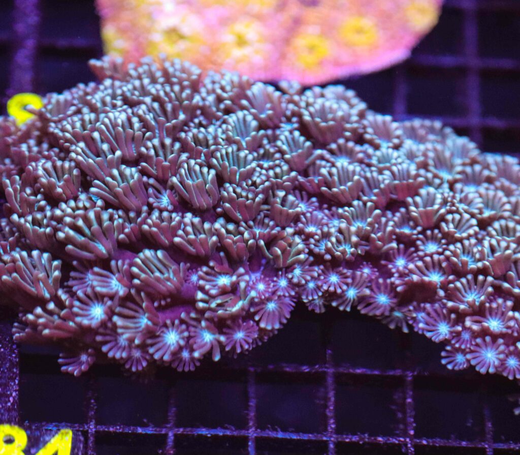 Frag Box Corals