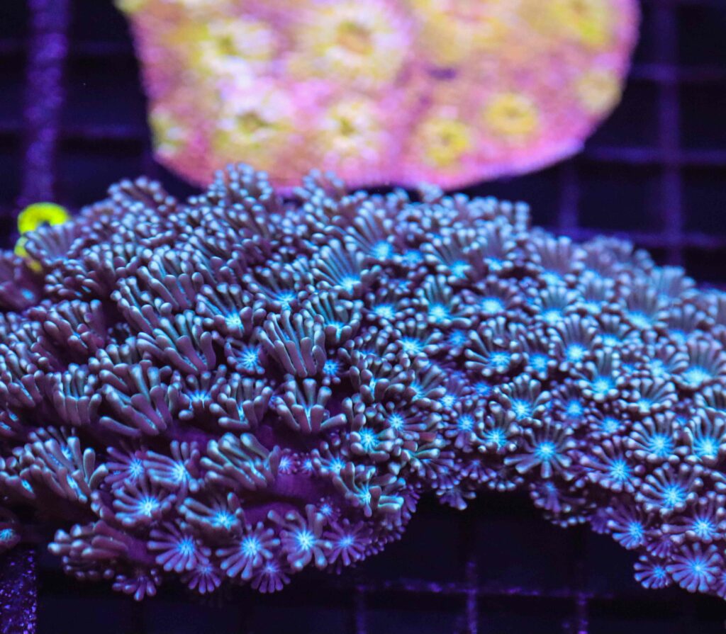 Frag Box Corals