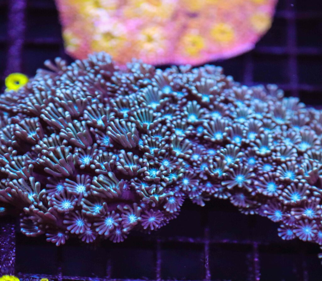 Frag Box Corals