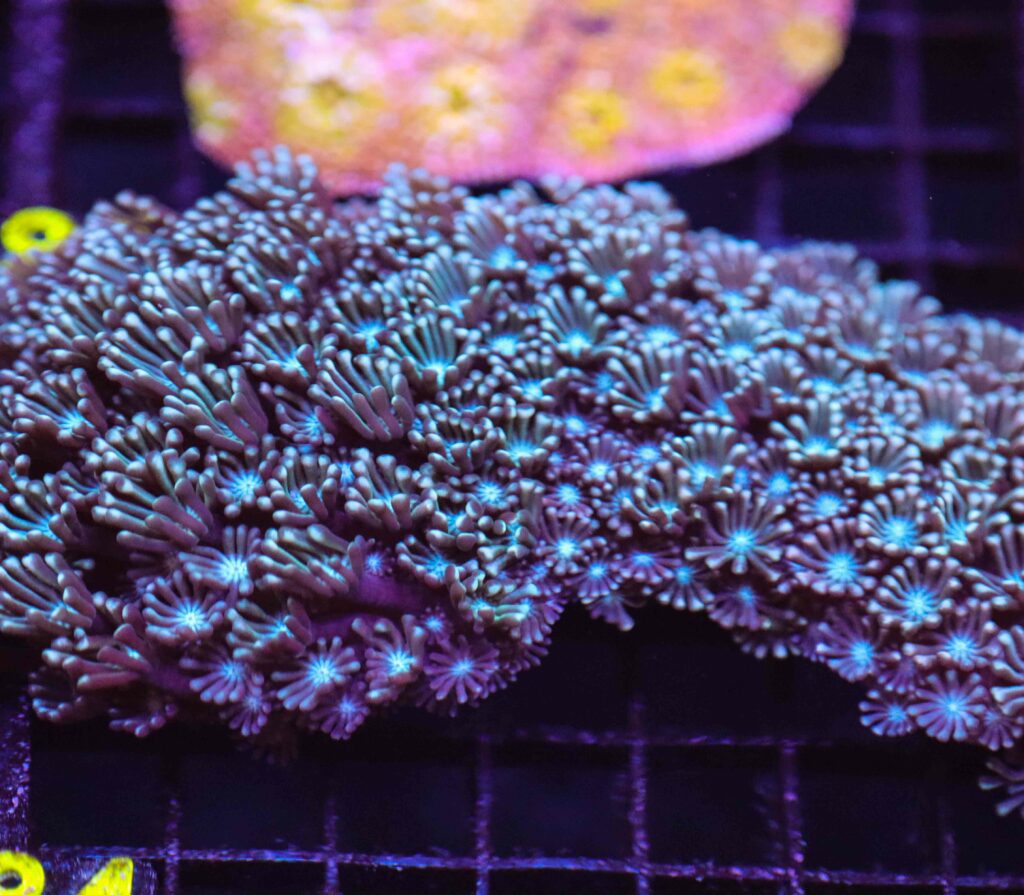 Frag Box Corals