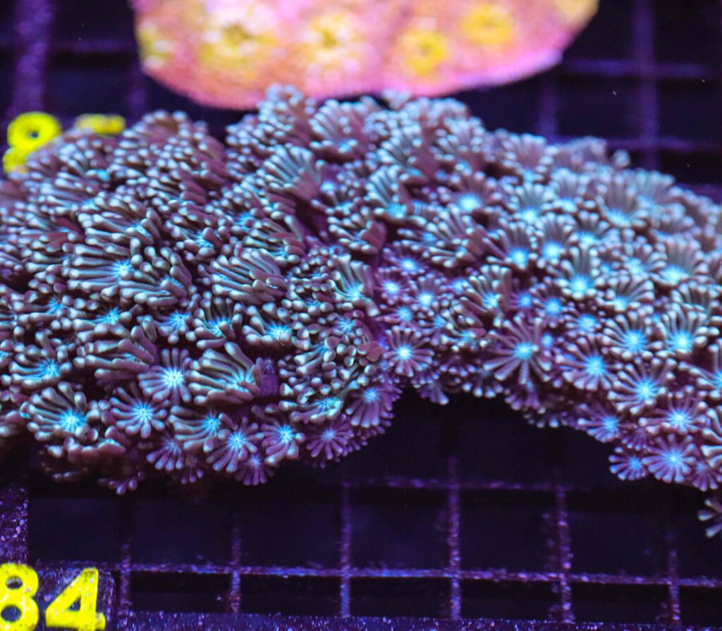 Frag Box Corals