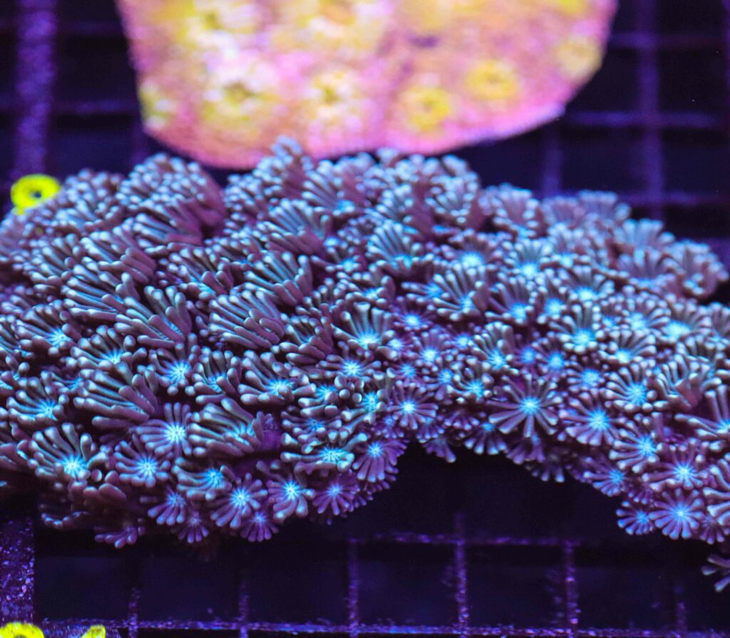 Frag Box Corals