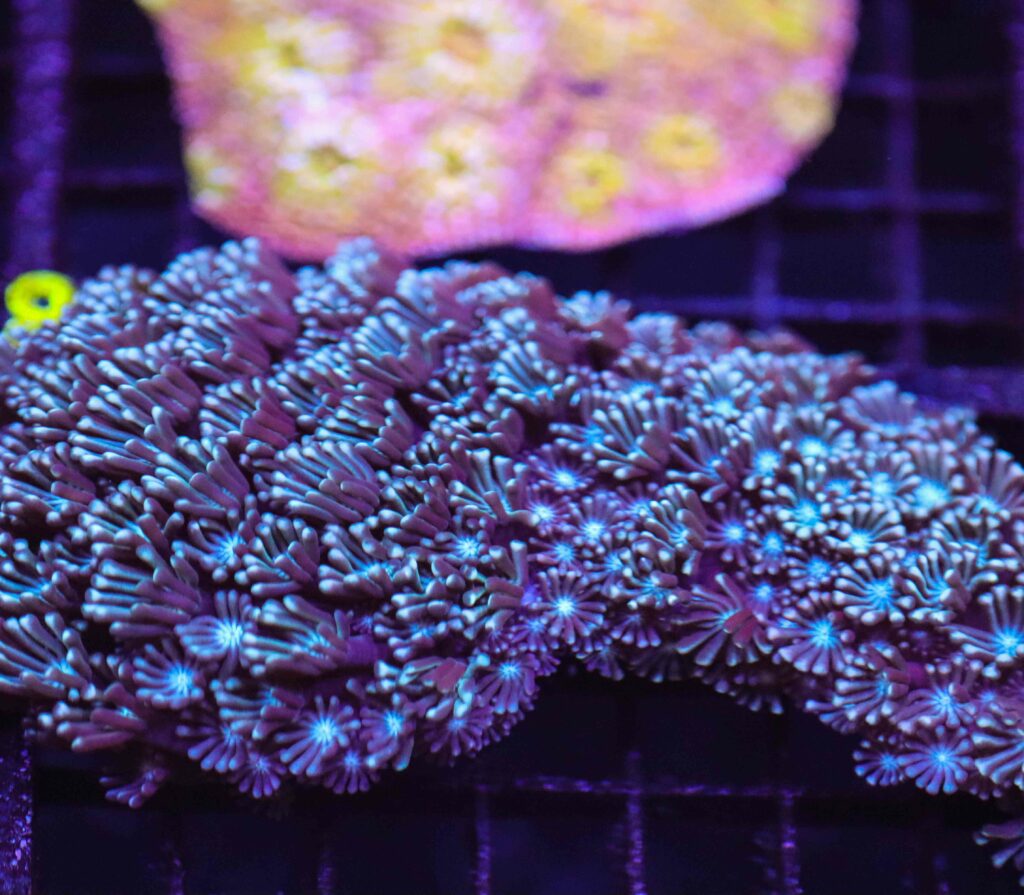 Frag Box Corals