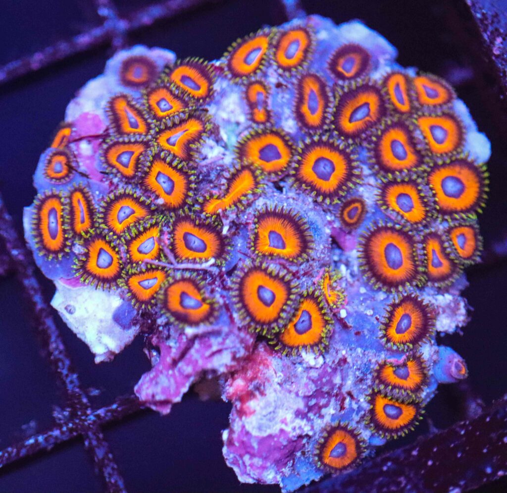 Frag Box Corals