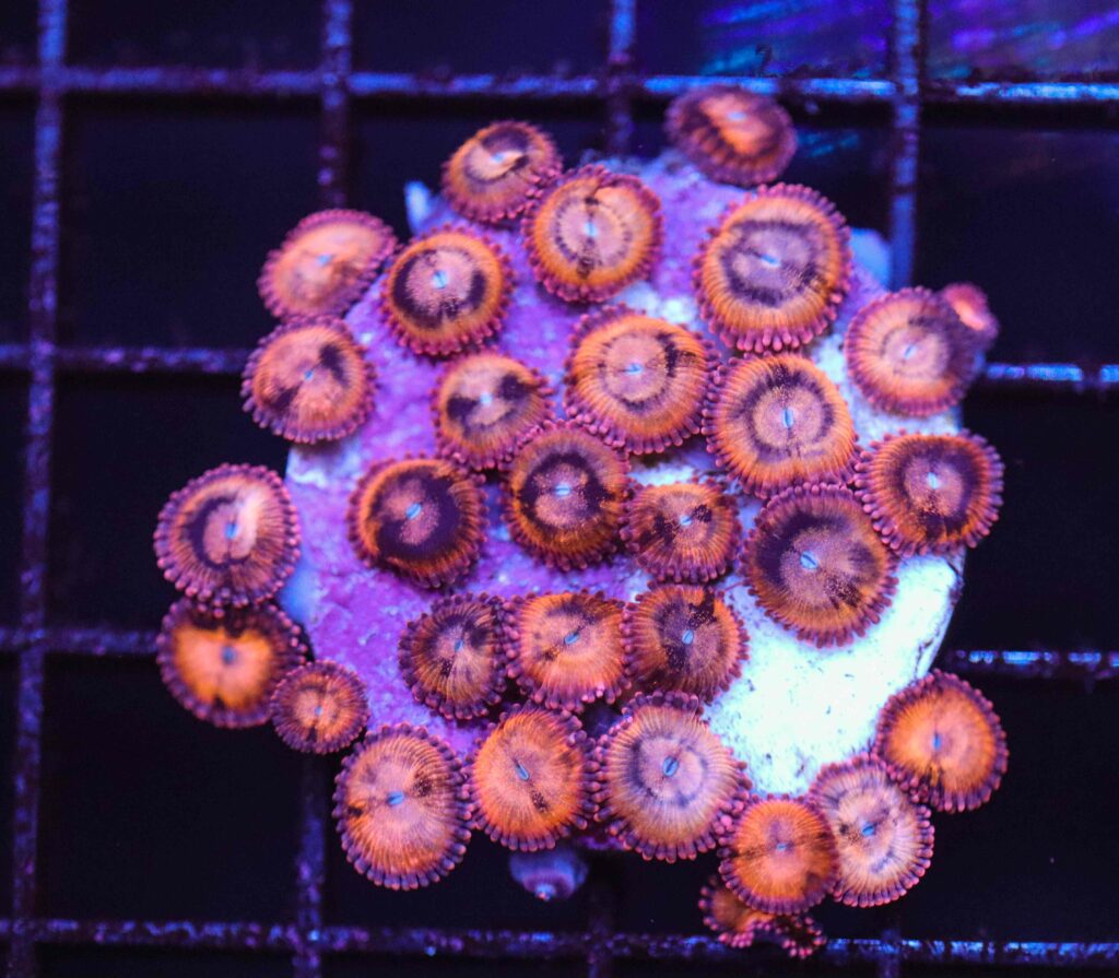 Frag Box Corals