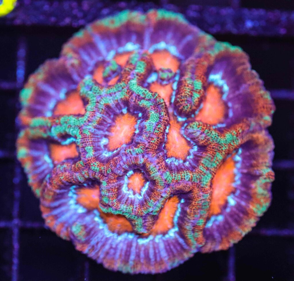 Frag Box Corals