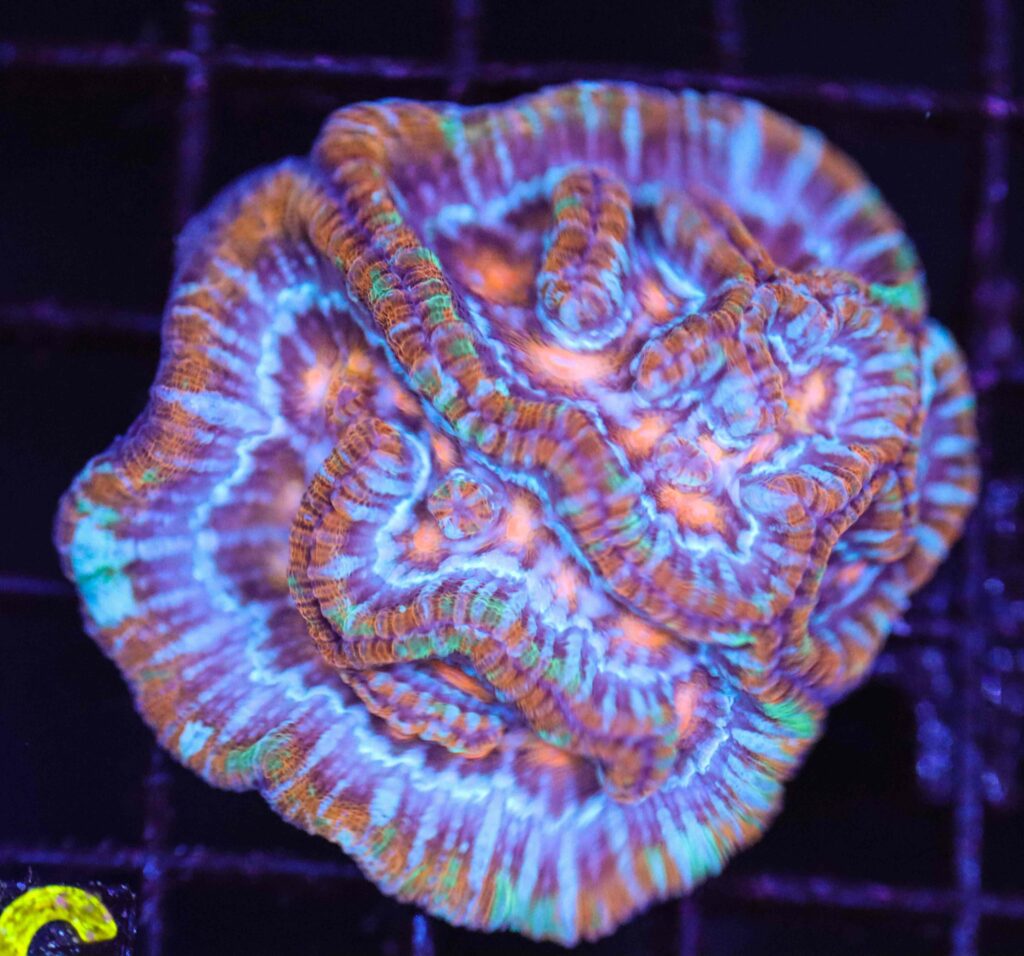 Frag Box Corals