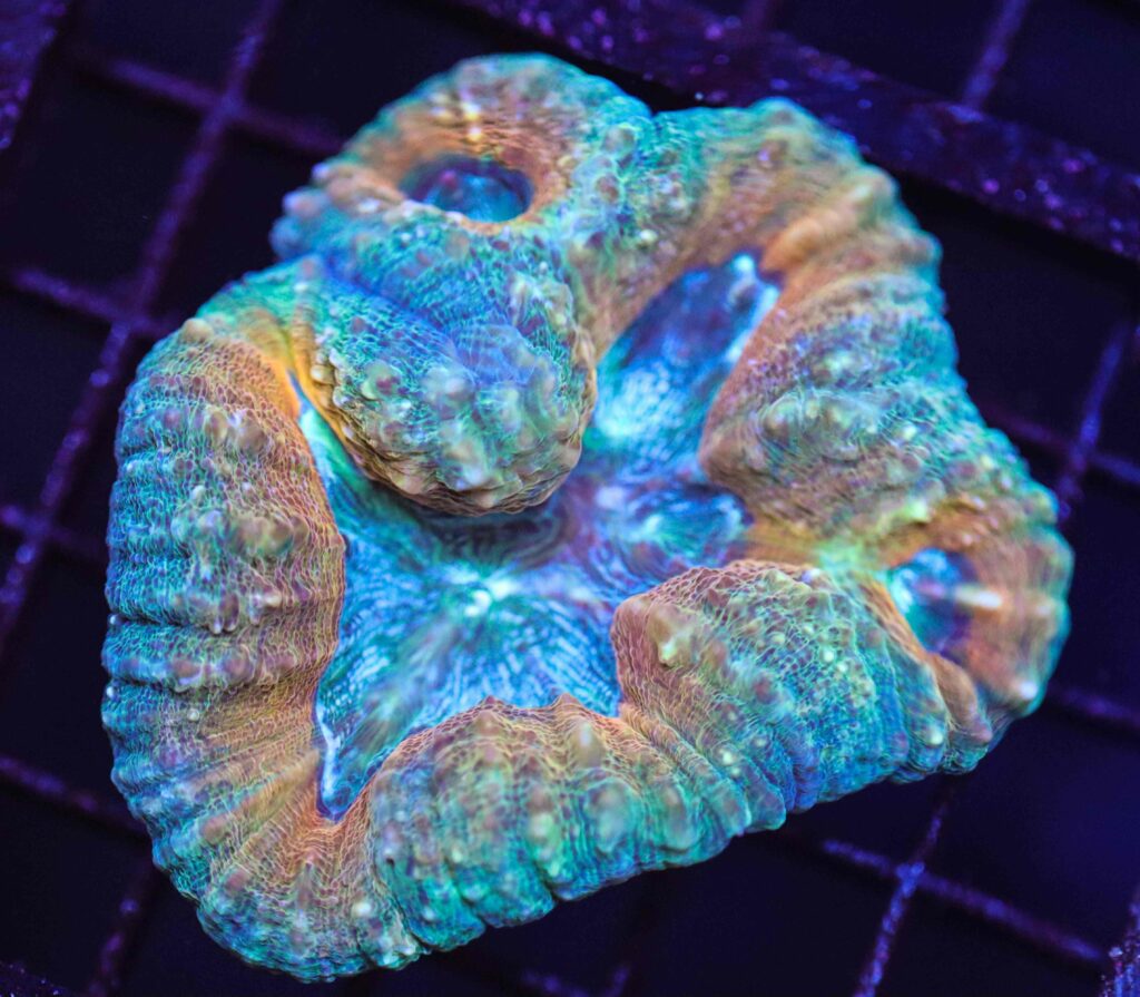 Frag Box Corals