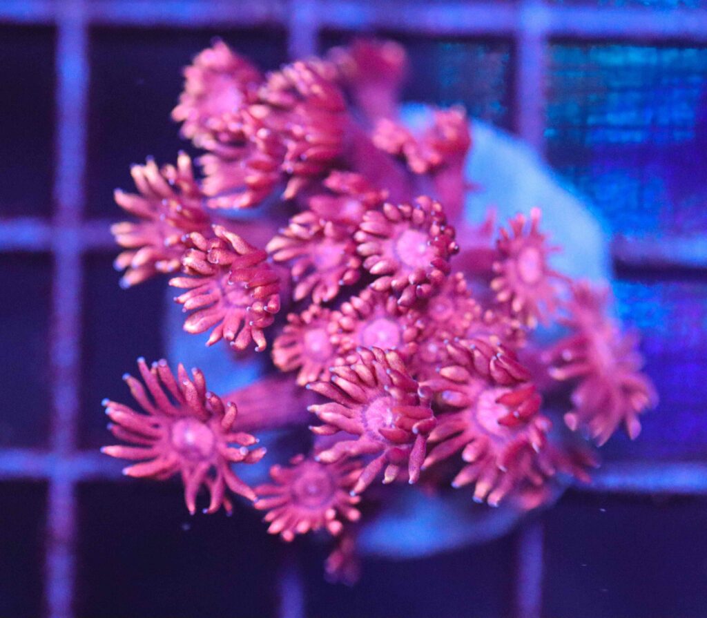 Frag Box Corals