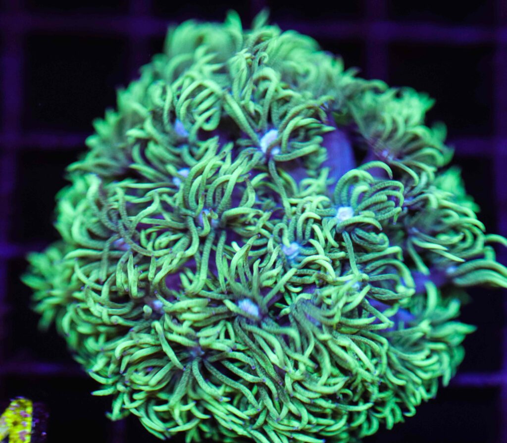 Frag Box Corals