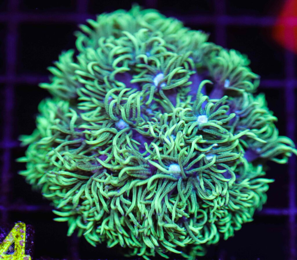 Frag Box Corals