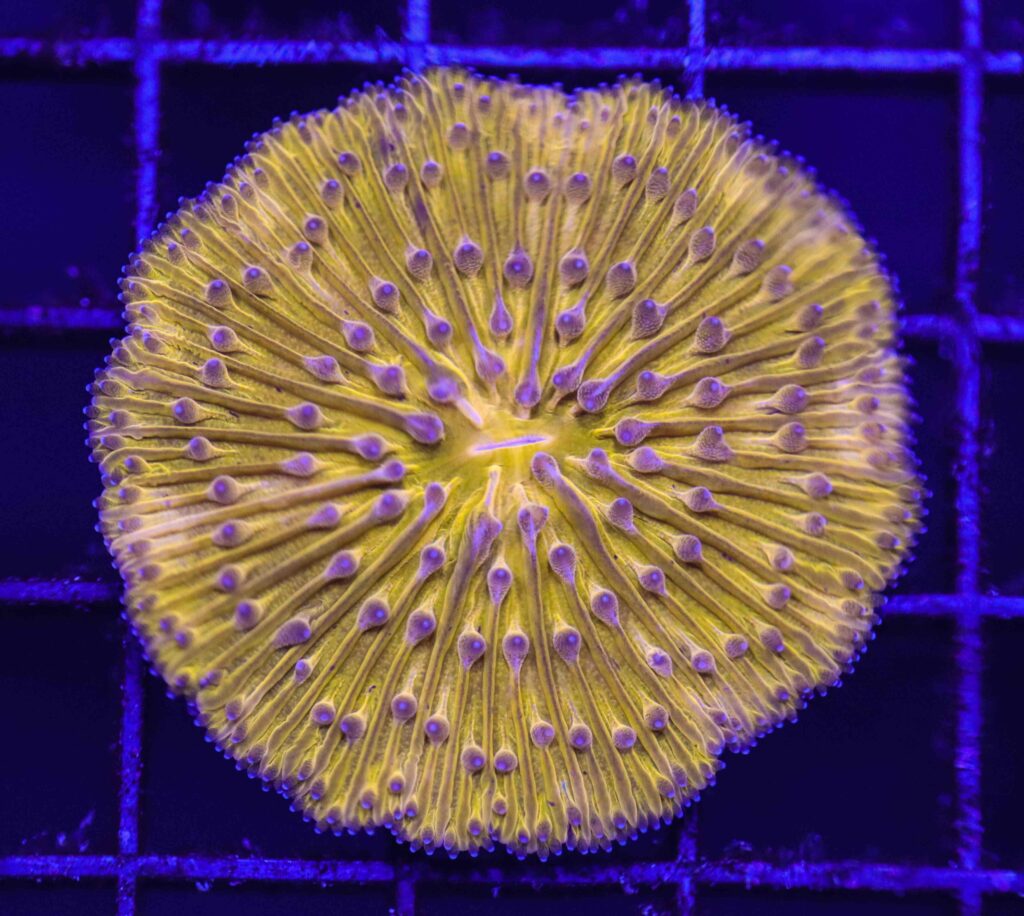 Frag Box Corals