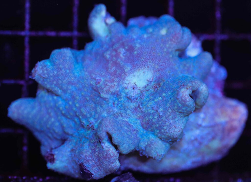 Frag Box Corals