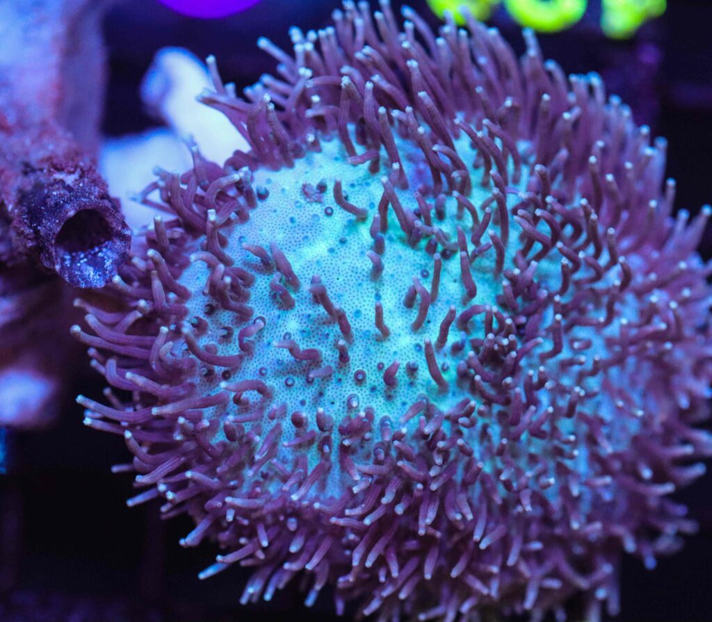 Frag Box Corals