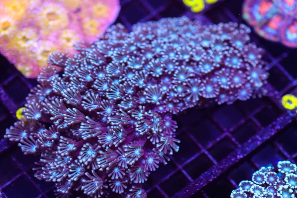 Frag Box Corals