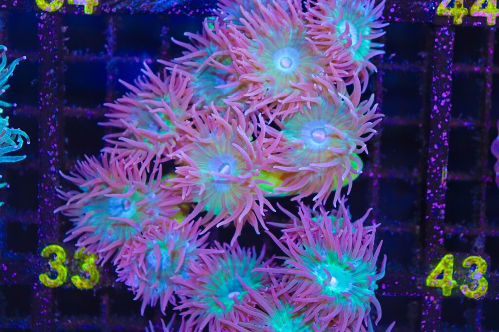 Frag Box Corals