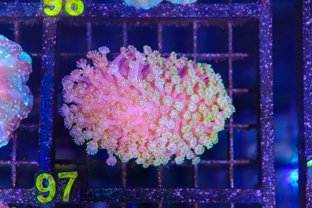 Frag Box Corals