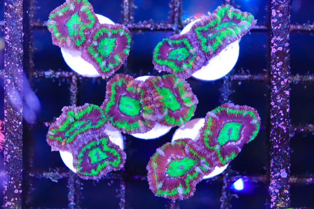 Frag Box Corals