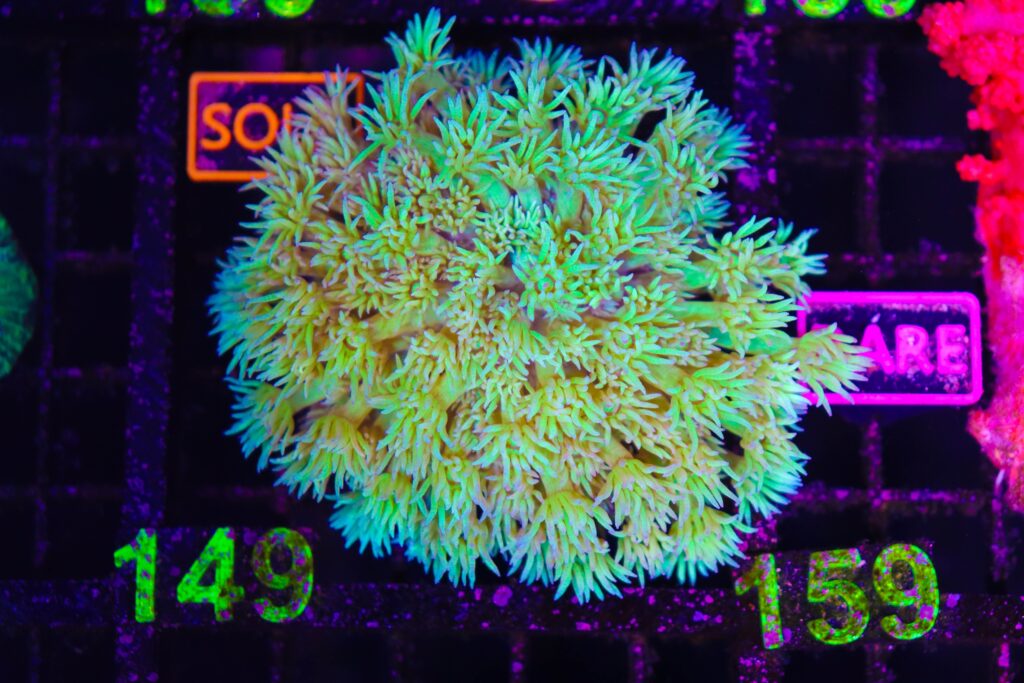Frag Box Corals