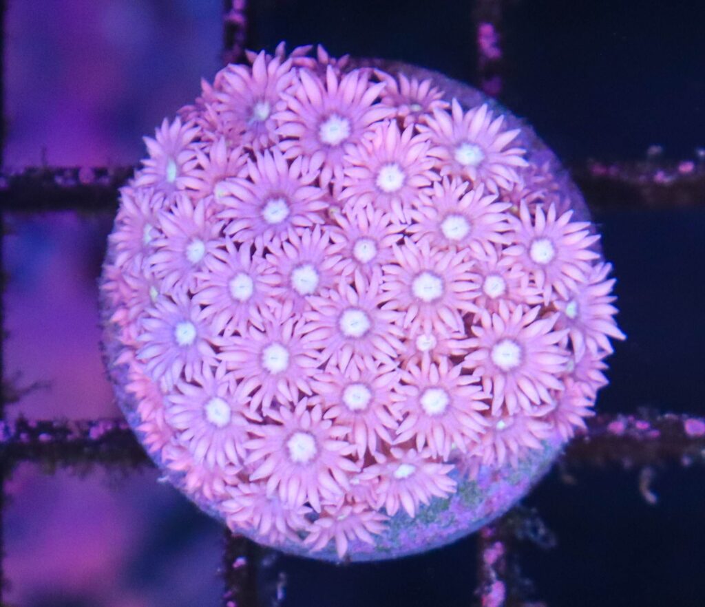 Frag Box Corals