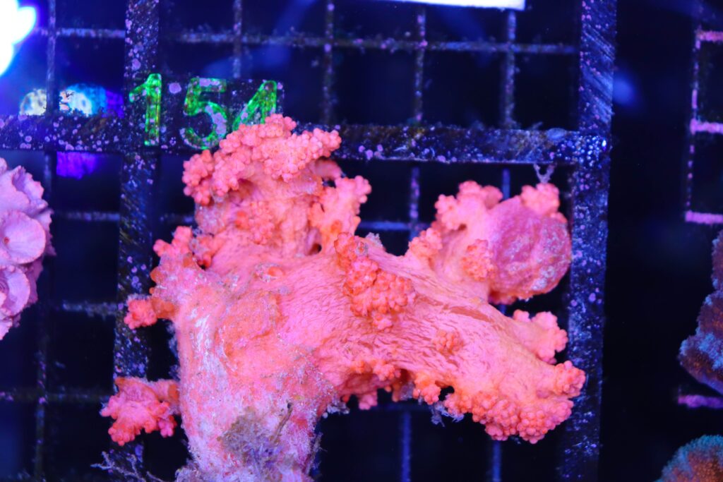 Frag Box Corals