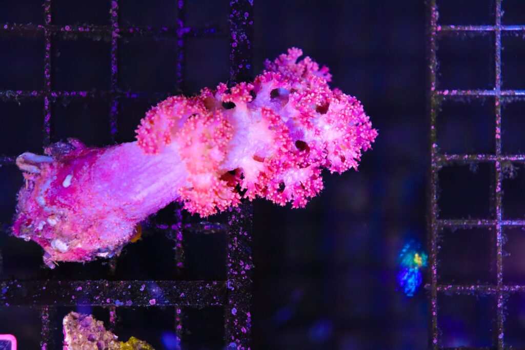 Frag Box Corals