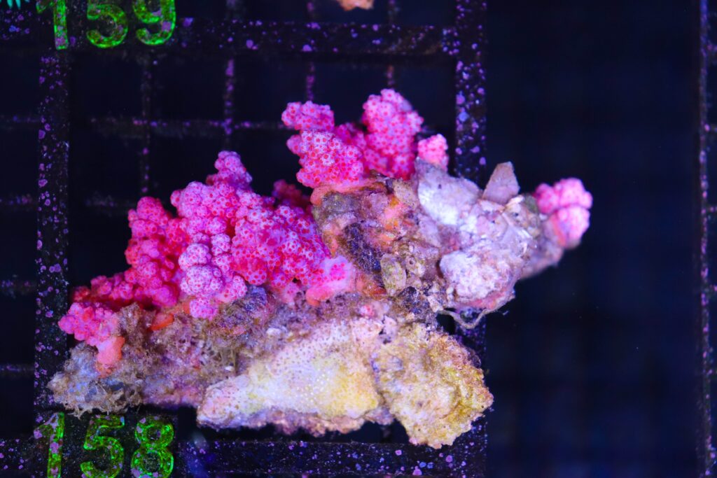 Frag Box Corals