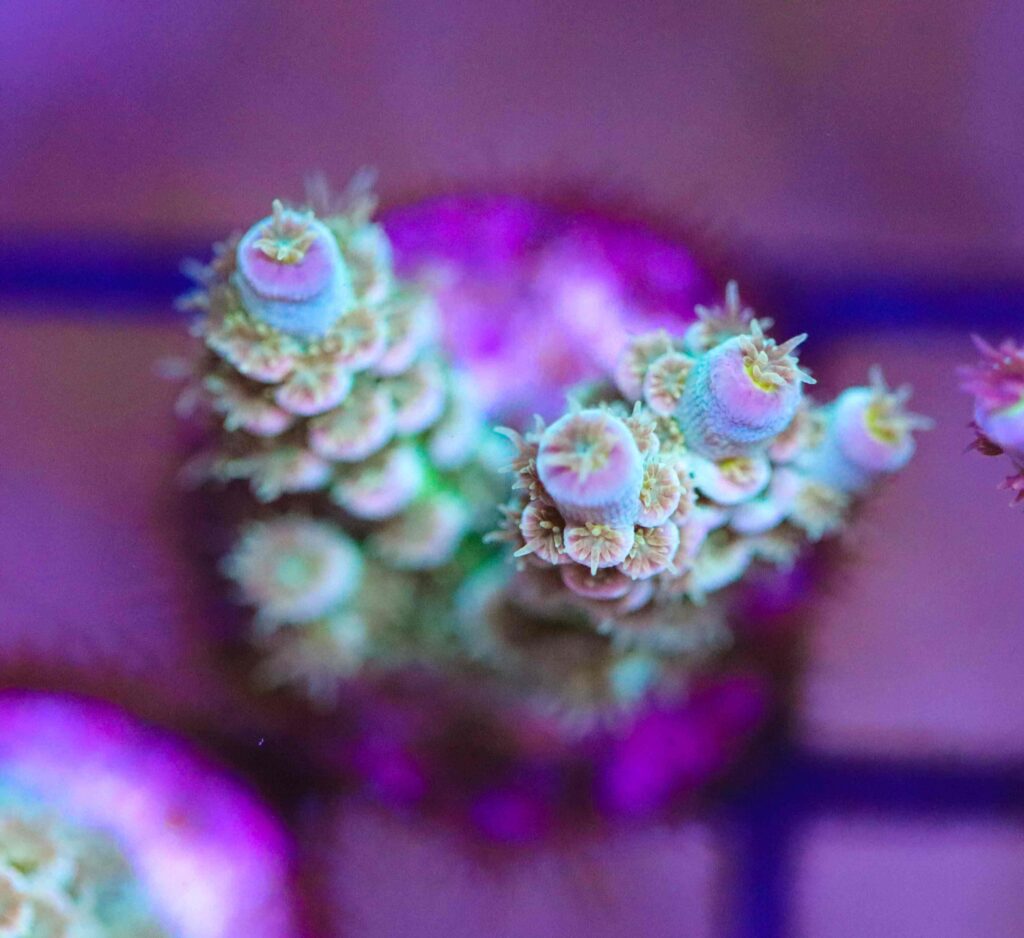 Frag Box Corals