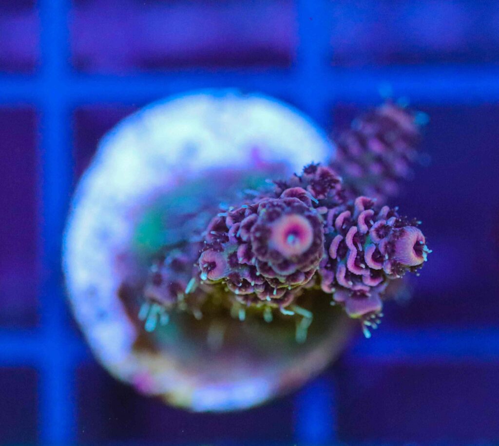 Frag Box Corals