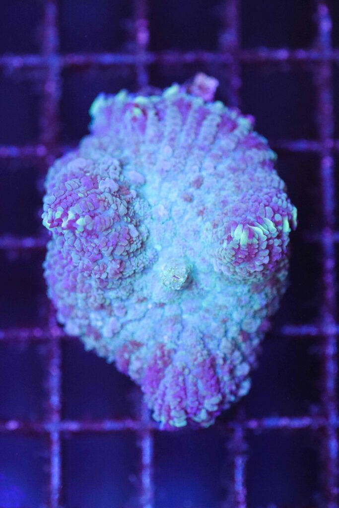 Frag Box Corals