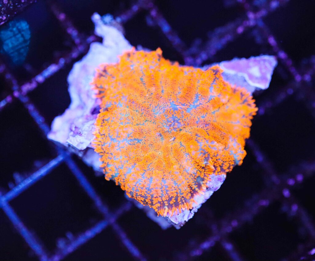 Frag Box Corals