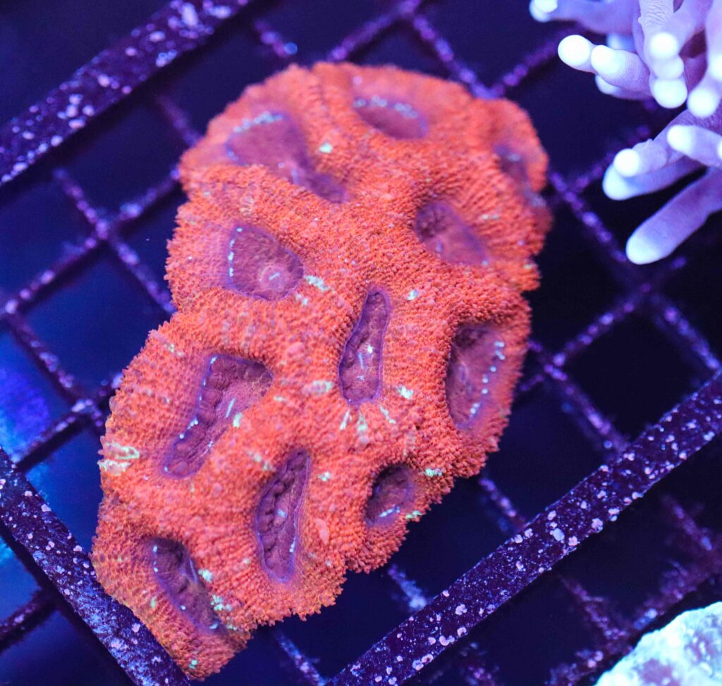 Frag Box Corals